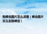 狗蜱虫图片怎么清理（蜱虫图片 怎么去除蜱虫）