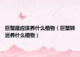 巨蟹座应该养什么植物（巨蟹转运养什么植物）