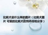 比熊犬是什么样的图片（比熊犬图片 可爱的比熊犬的饲养经验分享）