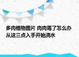 多肉植物图片 肉肉蔫了怎么办 从这三点入手开始浇水