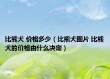 比熊犬 价格多少（比熊犬图片 比熊犬的价格由什么决定）