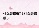 什么是培根?（什么是培根）