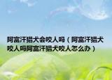 阿富汗猎犬会咬人吗（阿富汗猎犬咬人吗阿富汗猎犬咬人怎么办）