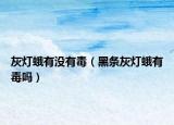 灰灯蛾有没有毒（黑条灰灯蛾有毒吗）