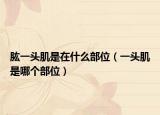 肱一头肌是在什么部位（一头肌是哪个部位）