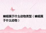 蝙蝠属于什么动物类型（蝙蝠属于什么动物）
