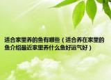 适合家里养的鱼有哪些（适合养在家里的鱼介绍最近家里养什么鱼好运气好）