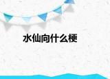 水仙向什么梗