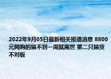 2022年9月05日最新相关报道消息 8800元网购的猫不到一周就离世 第二只猫货不对板