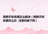 狗狗不吃东西怎么解决（狗狗不吃东西怎么办  注意对症下药）