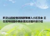 黔灵山因疫情闭园群猴窜入小区觅食 正在诱导回园中具体情况详细内容介绍