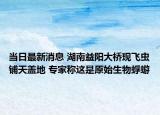 当日最新消息 湖南益阳大桥现飞虫铺天盖地 专家称这是原始生物蜉蝣