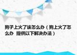 狗子上火了该怎么办（狗上火了怎么办  提供以下解决办法）