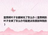 富贵树叶子全都掉光了怎么办（富贵树的叶子全掉了怎么办可能是这些原因导致的）