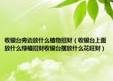 收银台旁边放什么植物招财（收银台上面放什么绿植招财收银台摆放什么花旺财）