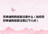 养泰迪狗狗需要注意什么（如何养好泰迪狗需要注意以下六点）