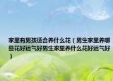 家里有男孩适合养什么花（男生家里养哪些花好运气好男生家里养什么花好运气好）