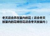 冬天适合养在室内的花（适合冬天放室内的花哪些花适合冬天放室内）