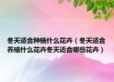 冬天适合种植什么花卉（冬天适合养殖什么花卉冬天适合哪些花卉）