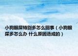 小狗眼屎特别多怎么回事（小狗眼屎多怎么办 什么原因造成的）