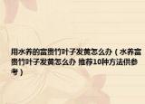 用水养的富贵竹叶子发黄怎么办（水养富贵竹叶子发黄怎么办 推荐10种方法供参考）
