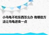 小乌龟不吃东西怎么办 有哪些方法让乌龟进食一点
