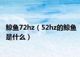 鲸鱼72hz（52hz的鲸鱼是什么）