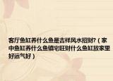客厅鱼缸养什么鱼是吉祥风水招财?（家中鱼缸养什么鱼镇宅旺财什么鱼缸放家里好运气好）