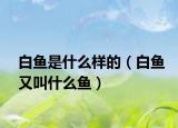 白鱼是什么样的（白鱼又叫什么鱼）