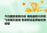 今日最新更新内容 湖南益阳大桥现飞虫铺天盖地 专家称这是原始生物蜉蝣