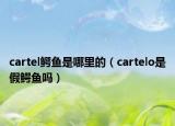 cartel鳄鱼是哪里的（cartelo是假鳄鱼吗）