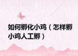 如何孵化小鸡（怎样孵小鸡人工孵）