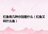 红鱼有几种分别是什么（红鱼又叫什么鱼）