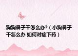 狗狗鼻子干怎么办?（小狗鼻子干怎么办 如何对症下药）