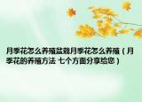 月季花怎么养殖盆栽月季花怎么养殖（月季花的养殖方法 七个方面分享给您）