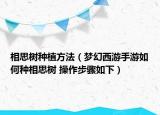 相思树种植方法（梦幻西游手游如何种相思树 操作步骤如下）