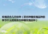 玫瑰适合几月份种（适合种植玫瑰品种的季节什么时间适合种植玫瑰品种）
