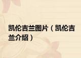 凯伦吉兰图片（凯伦吉兰介绍）