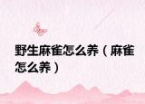 野生麻雀怎么养（麻雀怎么养）