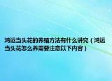 鸿运当头花的养殖方法有什么讲究（鸿运当头花怎么养需要注意以下内容）