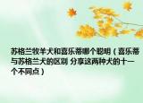 苏格兰牧羊犬和喜乐蒂哪个聪明（喜乐蒂与苏格兰犬的区别 分享这两种犬的十一个不同点）