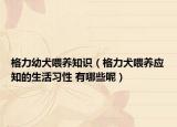 格力幼犬喂养知识（格力犬喂养应知的生活习性 有哪些呢）