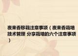 夜来香移栽注意事项（夜来香栽培技术管理 分享栽培的六个注意事项）