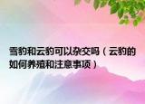 雪豹和云豹可以杂交吗（云豹的如何养殖和注意事项）