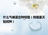 什么气候适合种柑橘（柑橘夏天如何种）