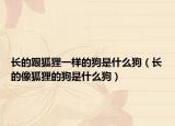 长的跟狐狸一样的狗是什么狗（长的像狐狸的狗是什么狗）