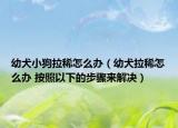 幼犬小狗拉稀怎么办（幼犬拉稀怎么办 按照以下的步骤来解决）