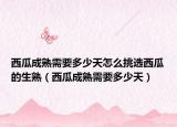 西瓜成熟需要多少天怎么挑选西瓜的生熟（西瓜成熟需要多少天）