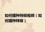 如何播种辣椒视频（如何播种辣椒）