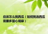 应该怎么挑西瓜（如何挑选西瓜需要多留心观察）